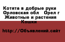 Котята в добрые руки - Орловская обл., Орел г. Животные и растения » Кошки   
